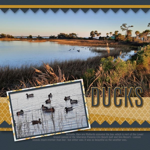 Ducks