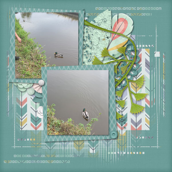 Ducks