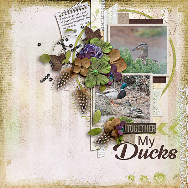 Ducks