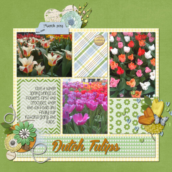 Dutch Tulips