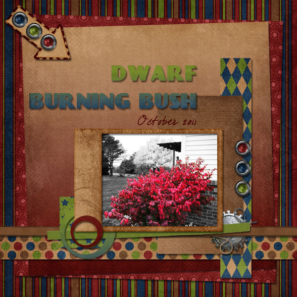 Dwarf Burning Bush