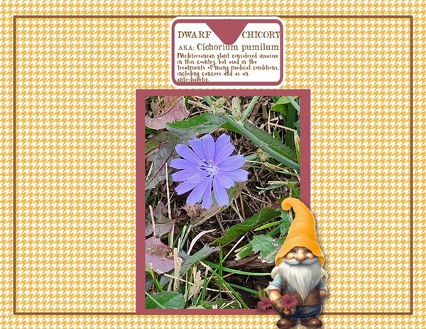 DWARF CHICORY