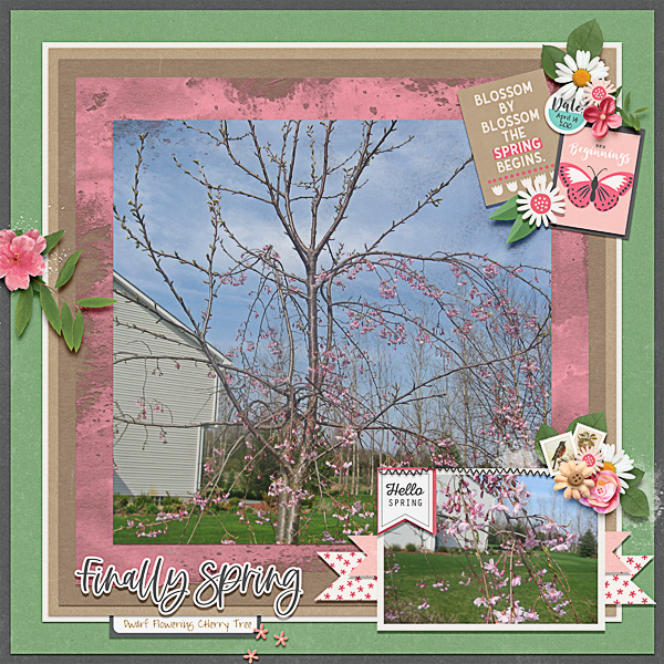 Dwarf Flowering Cherry Tree