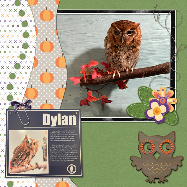 Dylan the owl