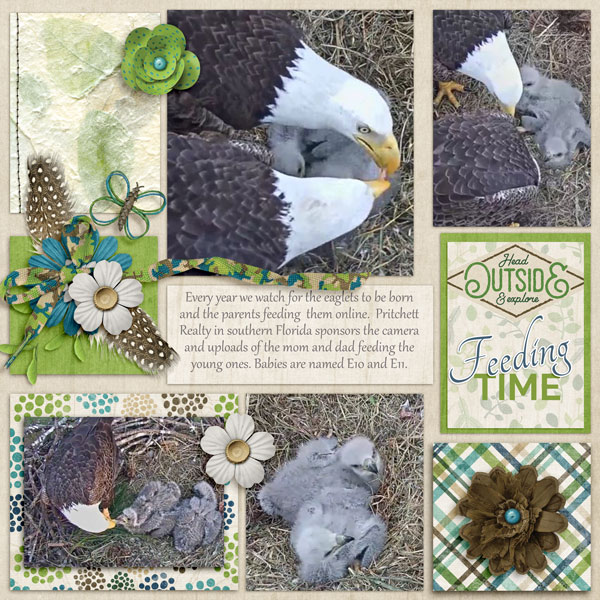 Eagle family