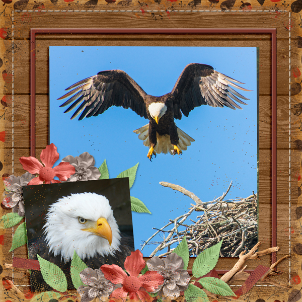 (eagle in flight)
