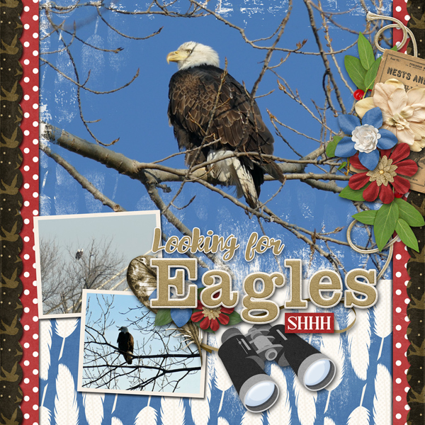 Eagle Watching