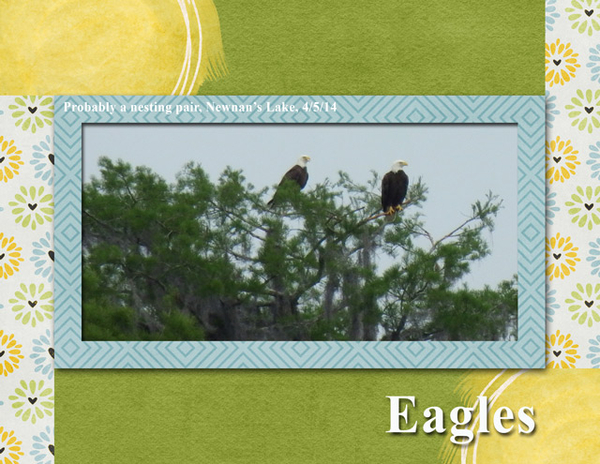 Eagles