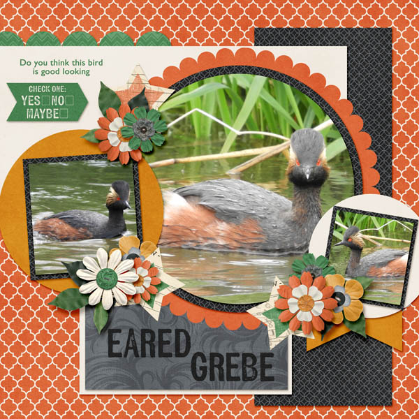 eared_grebe-yes_no_maybe