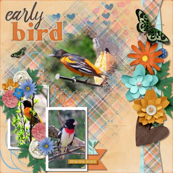 Early Bird