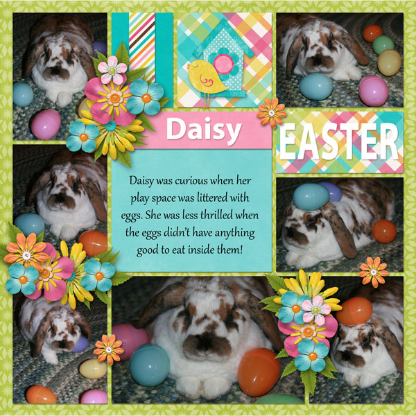 Easter Daisy