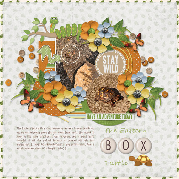 Eastern Box Turtle