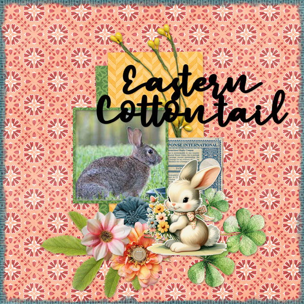 Eastern Cottontail