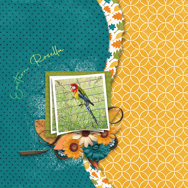 Eastern Rosella