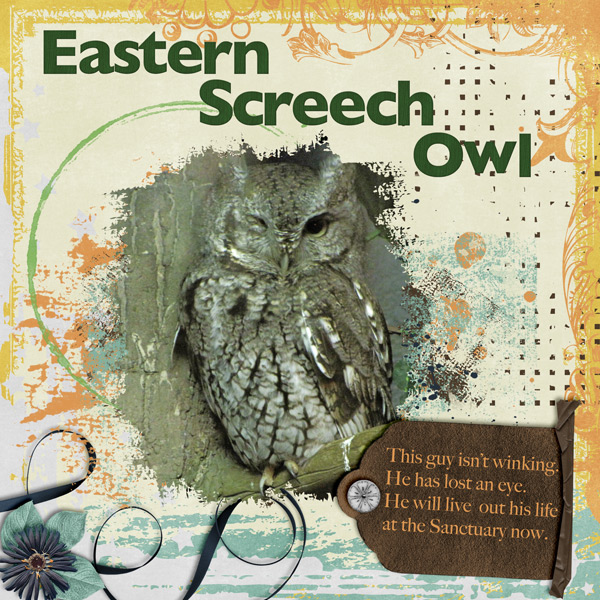 Eastern Screech owl