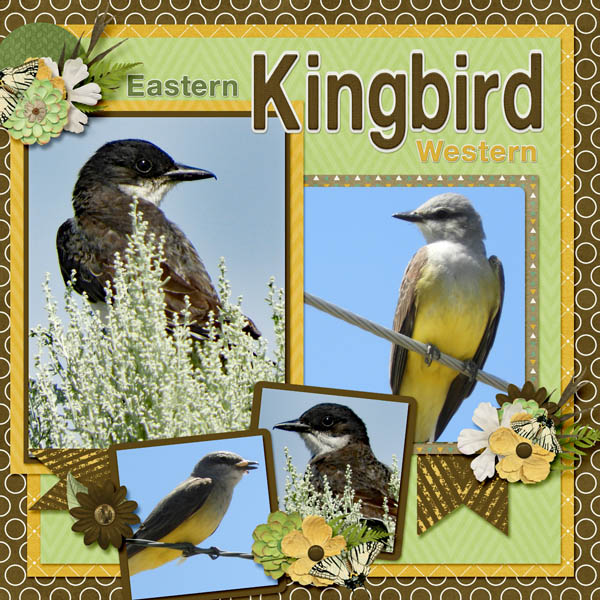 Eastern_and_Western_Kingbird_small