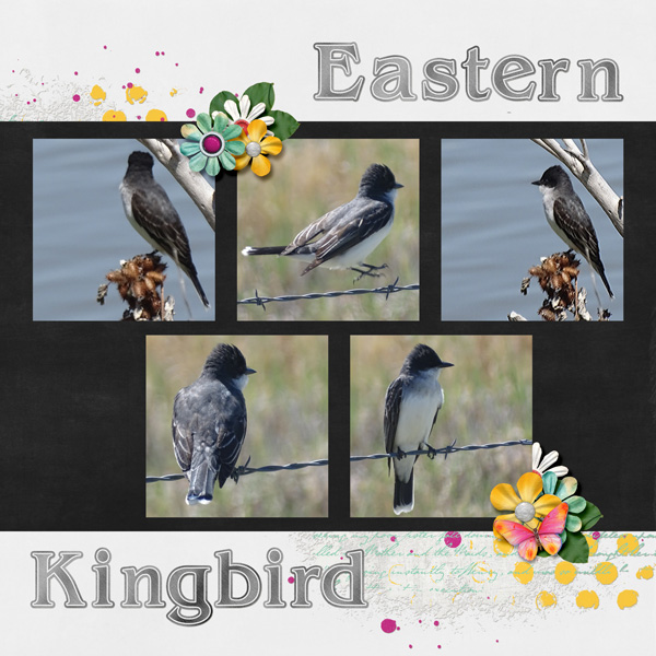 Eastern_Kingbird-2017_June_small
