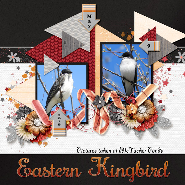 Eastern_Kingbird1_small