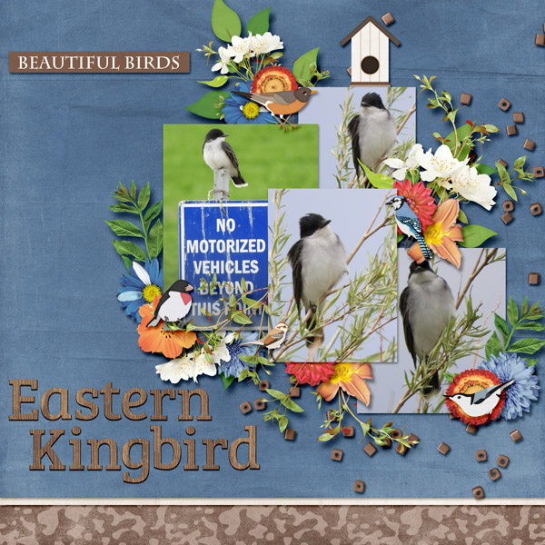Eastern_Kingbird_small