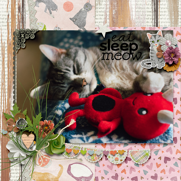 Eat Sleep Meow