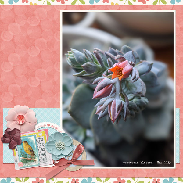echeveria
