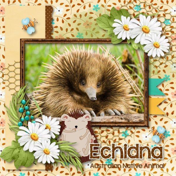 echidna