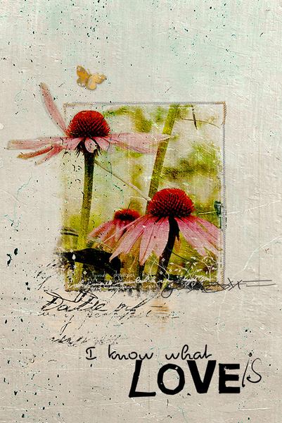 Echinacea