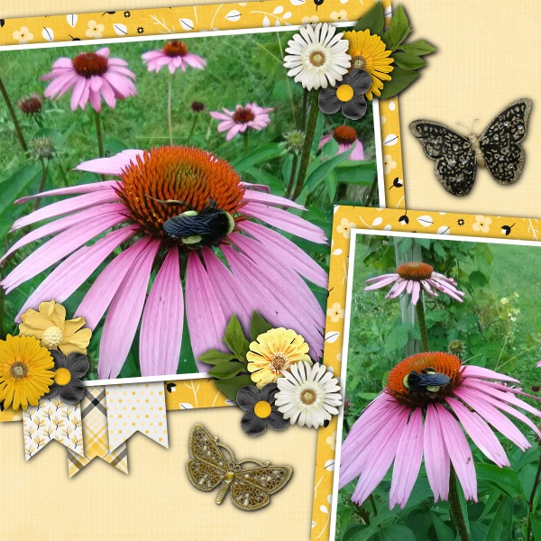 Echinacea