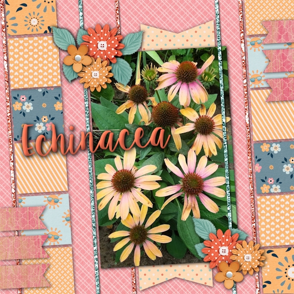 Echinacea