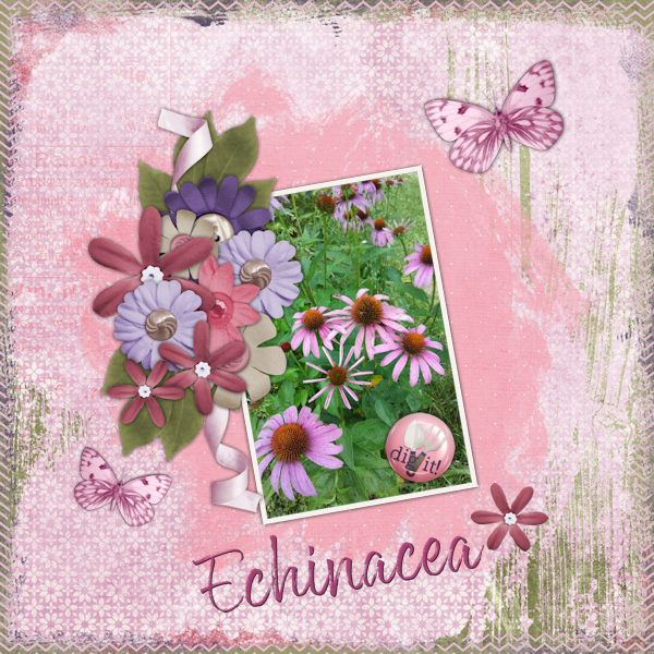 Echinacea