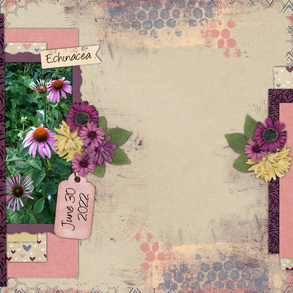 Echinacea