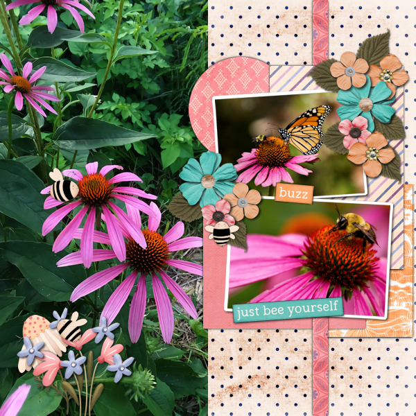 Echinacea