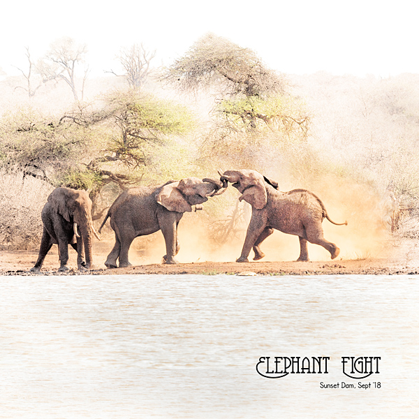 Elephant Fight at Sunset Dam