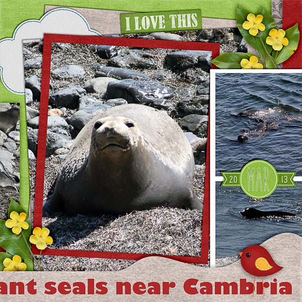 Elephant Seals (right)