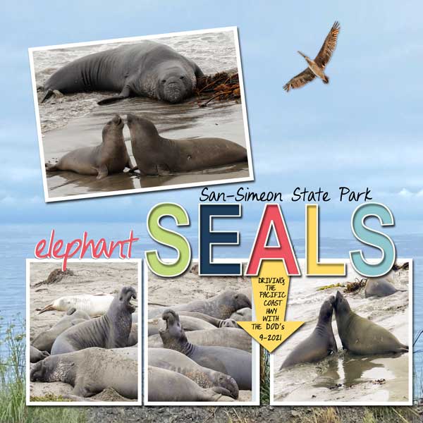 Elephant Seals