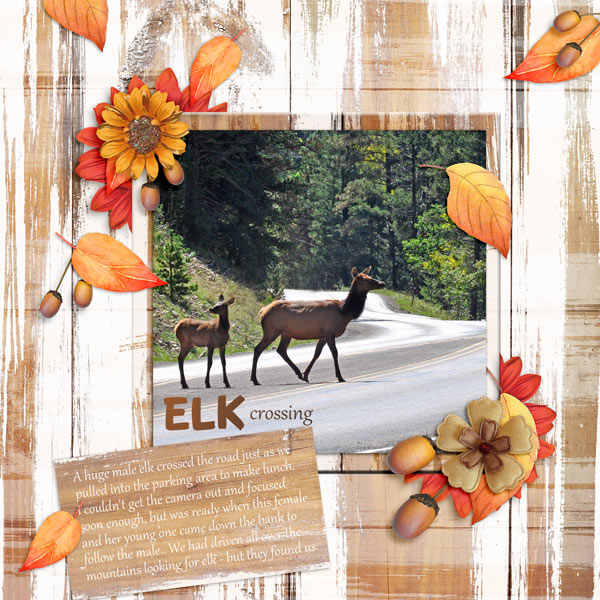Elk Crossing