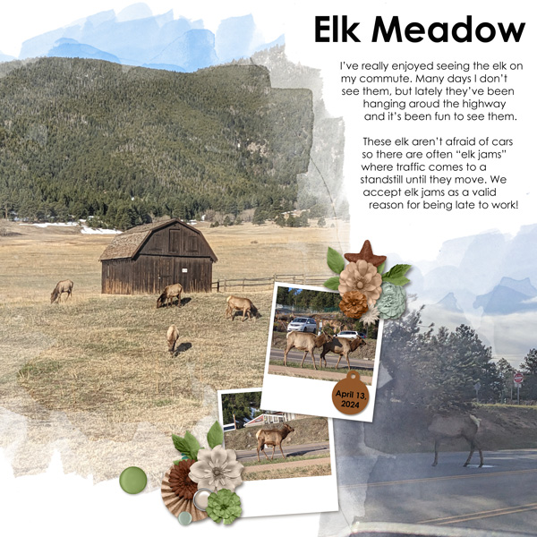 Elk in Elk Meadow
