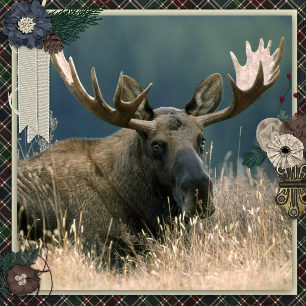 Elk
