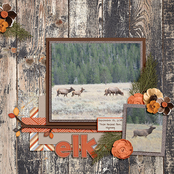 Elk