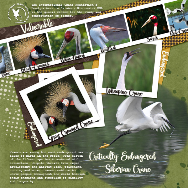 Endangered Cranes