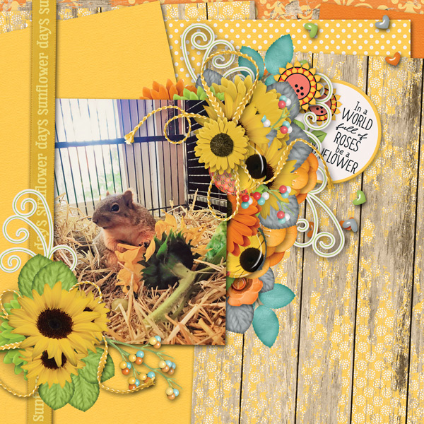 enjoying his Sunflower