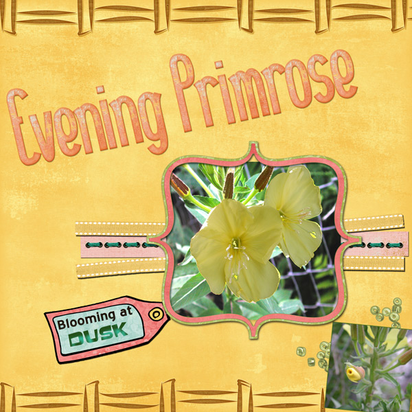 eprimrose2