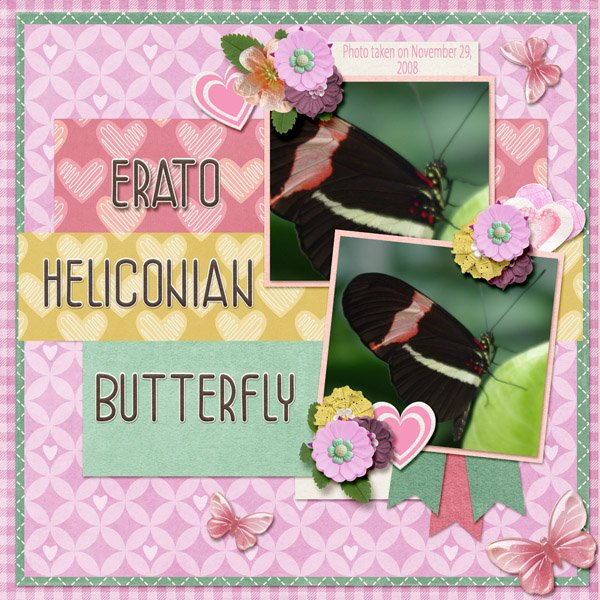 Erato Heliconian Butterfly small.jpg