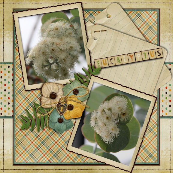Eucalyptus