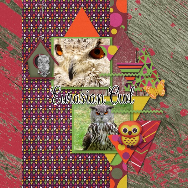 Eurasian Owl