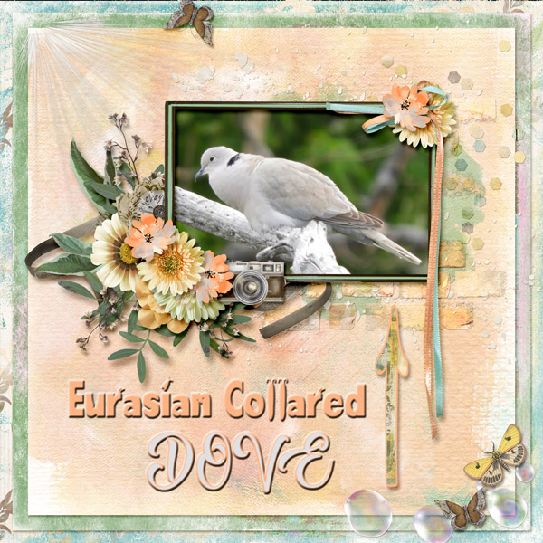 Eurasian_Collared_Dove_small