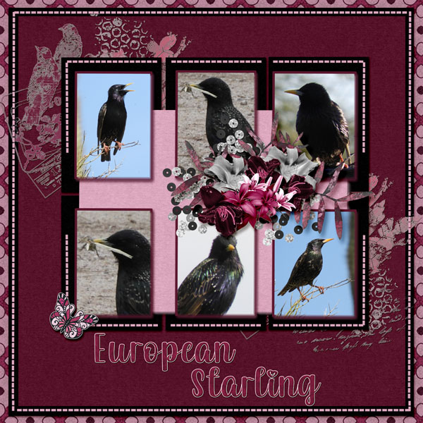 European_Starling_small