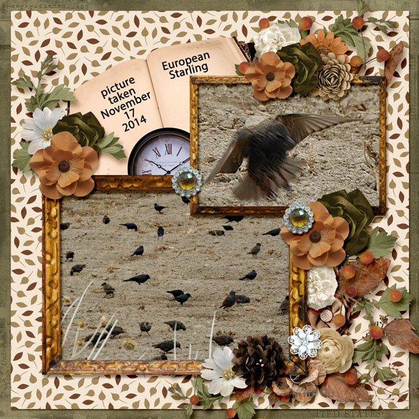 European_Starling_small1