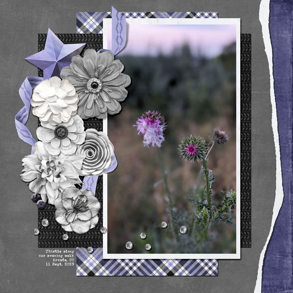Evening Walk: Thistles