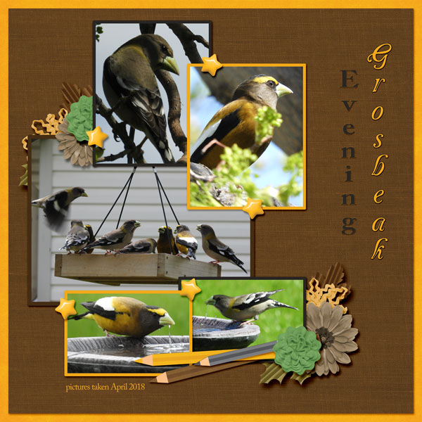 Evening_Grosbeak_small